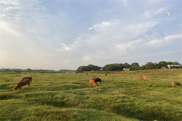 2023年英国留学雅思成绩水平要求