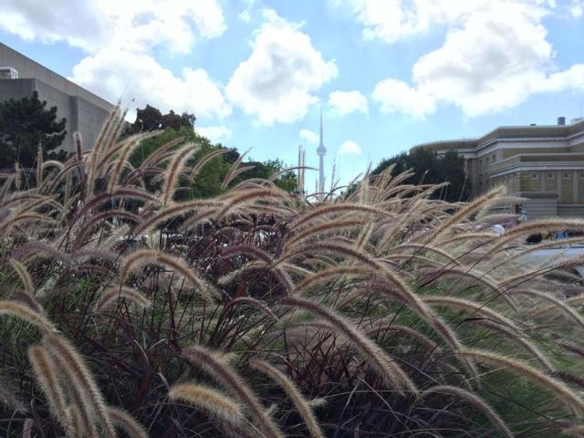 莱姆顿学院国内承认吗?