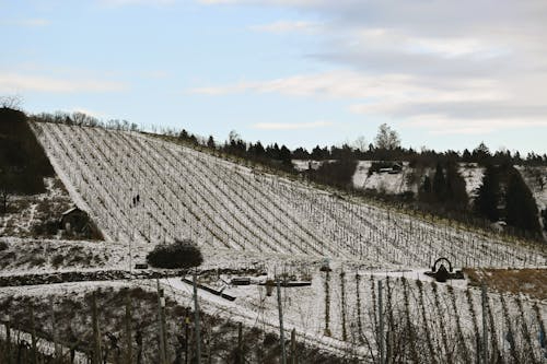 昭和音乐大学在哪个城市-6