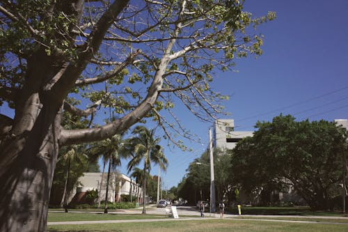 新西兰艺术类本科留学有哪些申请条件